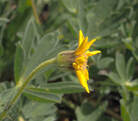 Arnica mollis (Hairy arnica)