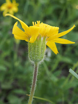 Arnica nevadensis