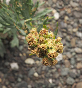 Artemisia ludoviciana