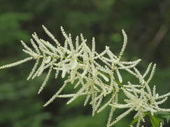 Aruncus dioicus, Goat's-beard 
