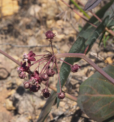 Asclepias cordifolia