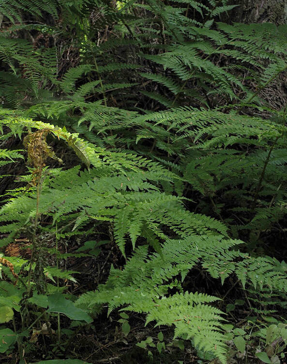 Athyrium filix-femina ssp. cyclosporum (Lady-fern)