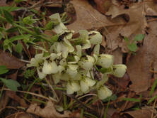 Baptisia bracteata