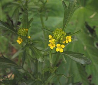 Barbarea orthoceras (American wintercress rocket)
