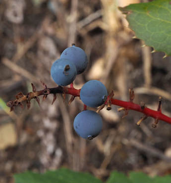 Berberis nervosa