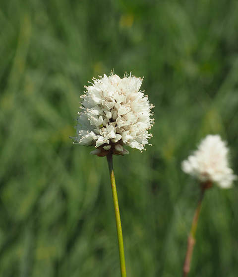 Bistorta bistortoides