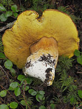 Boletus edulis (King bolete) 