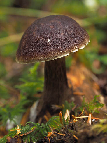 Boletus mirabilis (Admirable bolete)