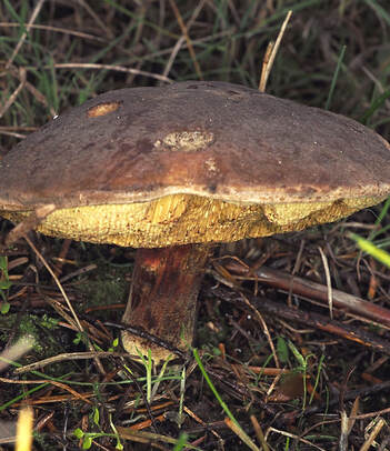 Boletus subtomentosus (Boring brown Bolete)