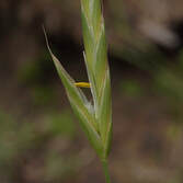 Bromus sitchensis