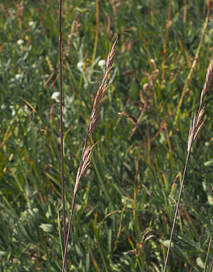 Bromus sitchensis var. aleutensis (Aleut brome)
