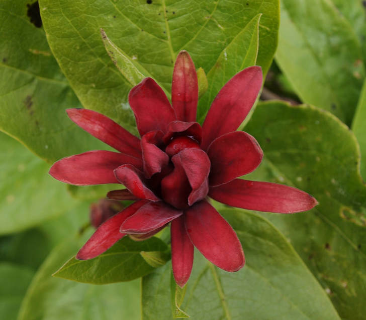 Calycanthus occidentalis