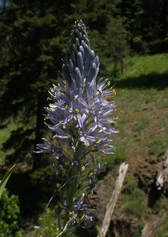 Camassia cusickii
