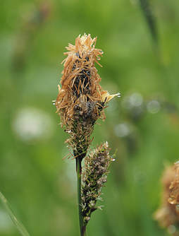 Carex raynoldsii