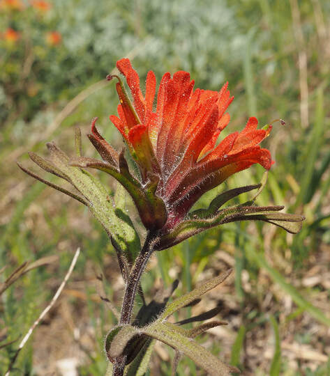 Castilleja hispida var. hispida (Harsh paintbrush) 