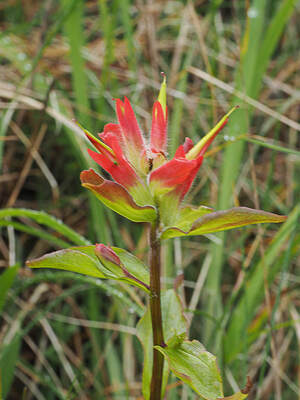 Castilleja miniata var. dixonii (Dixon's paintbrush)
