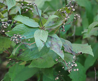 Ceanothus americanus