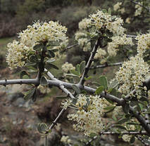 Ceanothus cuneatus var. cuneatus