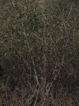 Ceanothus leucodermis
