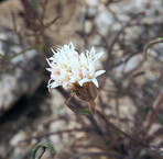 Chaenactis carphoclinia var. carphoclinia