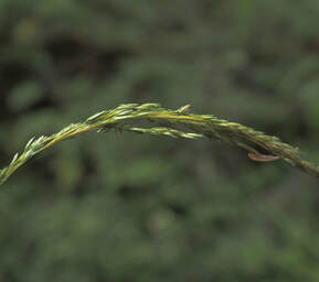 Cinna latifolia