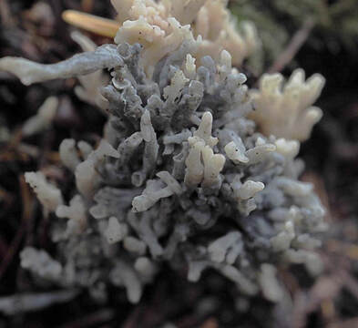 Clavulina coralloides (Crested coral fungus)