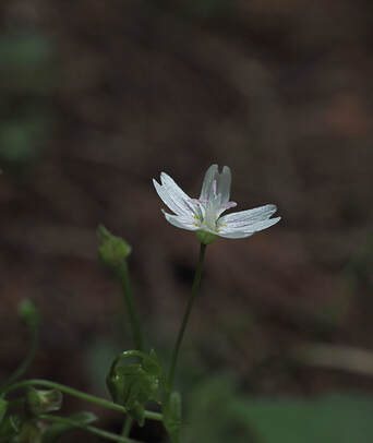 Claytonia sibirica (Siberian springbeauty)