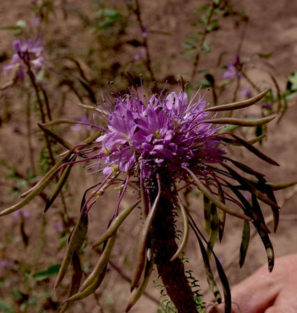 Cleome serrulata
