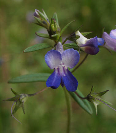 Collinsia parviflora