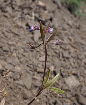 Collinsia parviflora (Small-flower blue-eyed Mary)