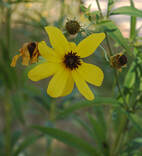 Coreopsis tripteris