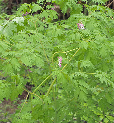Corydalis scouleri