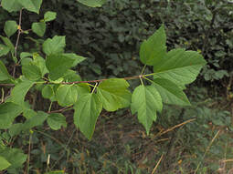 Crataegus suksdorfii