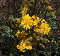 Crepis atribarba ssp. atribarba