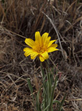 Crepis occidentalis