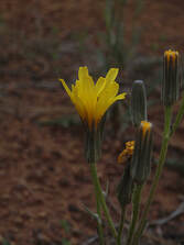 Crepis pleurocarpa
