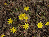 Crocidium multicaule