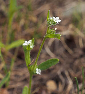 Cryptantha ambigua
