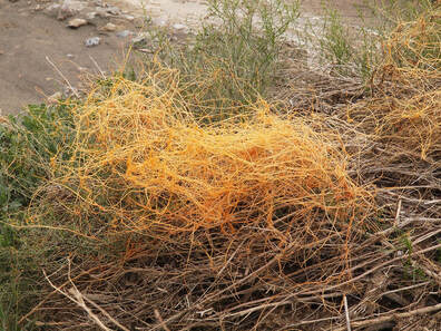 Cuscuta denticulata