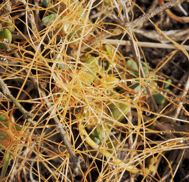 Cuscata pacifica var. pacifica  (Salt marsh dodder)