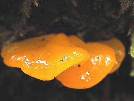 Dacrymyces chrysospermus (orange jelly)