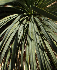 Dasylirion wheeleri