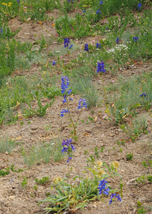Delphinium glareosum