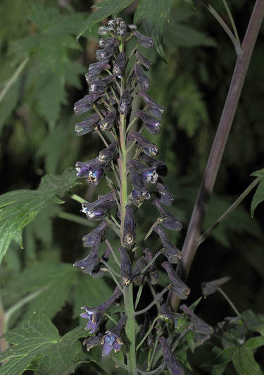 Agoseris aurantiaca var. aurantiaca