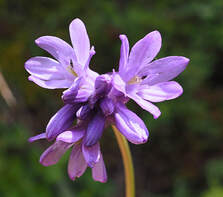 Dichelostemma congestum