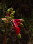 Dichelostemma ida-maia