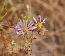 Dieteria canescens var. incana
