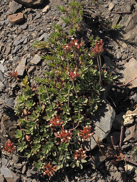 Douglasia laevigata