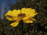 Encelia californica