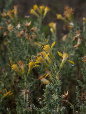 Ericameria ericoides